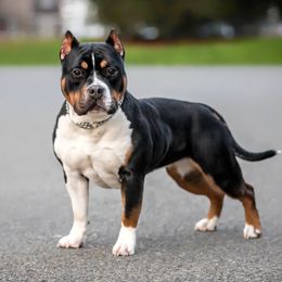 Vinka - American Bully