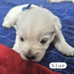 3rd Pick Male - White male West Highland White Terrier puppy in Mayo, Florida from Carrot Tails LLC