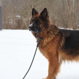 Skay House Of Ilinen - Black and red female German Shepherd puppy in Lucasville, Ohio from Trusting Hearts Kennel