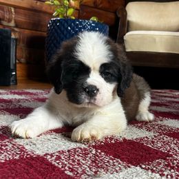 Pink Collar - Female - Brown and white female Saint Bernard puppy in New York from Johnson Farms