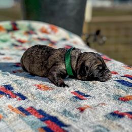 Green collar - Brindle female Anatolian Shepherd Dog puppy in Spokane, Washington from 4D Cattle Dogs