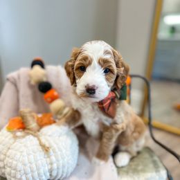 Piquant - Apricot male Goldendoodle puppy in Sulphur, Louisiana from Curly Q’s Of Carlyss