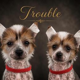 Trouble - Blue male Chinese Crested puppy in New Haven, West Virginia from EverCrest