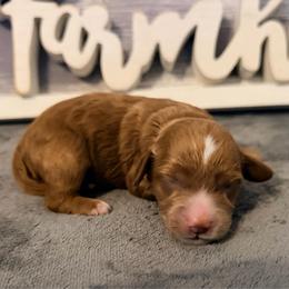 Boy 1 - Red male Cavapoo puppy in Bradenton, Florida from Christianna’s Mini Goldendoodles