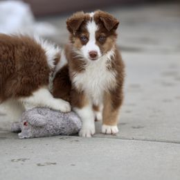 Australian Shepherd, Miniature American Shepherd, Miniature Australian Shepherd, and Toy Australian Shepherd Puppies from Painted Blue Aussies