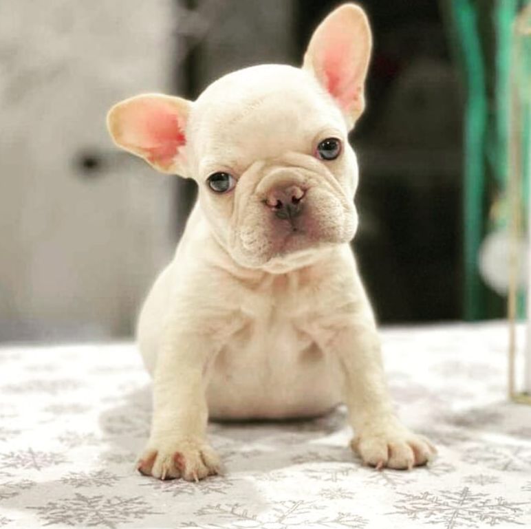 LA FRENCHIE MAFIA KENNELS in California | French Bulldog puppies | Good Dog