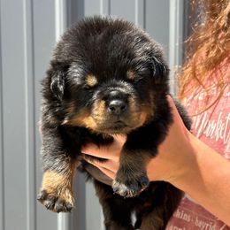 Girl - Black and mahogany female Rottweiler puppy in Lyons, Indiana from White River Rottweilers
