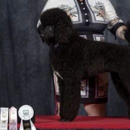 Poodles from Kikikook Kennels