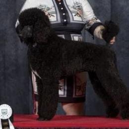 Poodles from Kikikook Kennels
