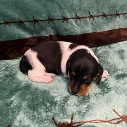 Boy 1 - Piebald male Dachshund puppy in Nacogdoches, Texas from S7 Dachsunds