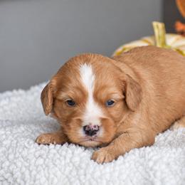 Charlie - Red male Cavapoo puppy in Gap, Pennsylvania from Country View Puppies ( License 18816)