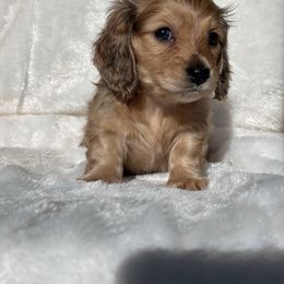 Crème Brulé - Dapple female Dachshund puppy in Murrieta, California from Dash of Love