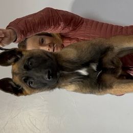 Girl 4 - Belgian Malinois puppy in Sublette, Kansas from Abby's Belgian Malinois