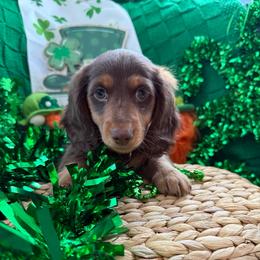Jonas Vision -Red - Chocolate and tan male Dachshund puppy in Pittsburg, California from Super Hero Dachshunds