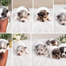 Pomeranian puppies from Pits and Poms LLC