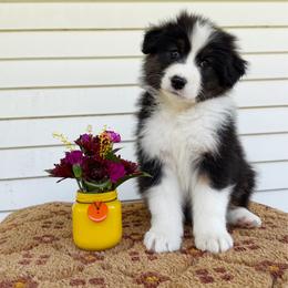 Gable - Black tri-color male Australian Shepherd puppy in Kearney, Nebraska from Helix Aussies