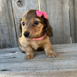 Dolly - Red female Dachshund puppy in South Willard, Utah from Doxies in the Sun
