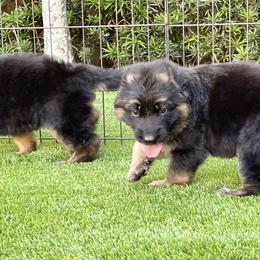 German Shepherd Puppies from Broward Shepherds