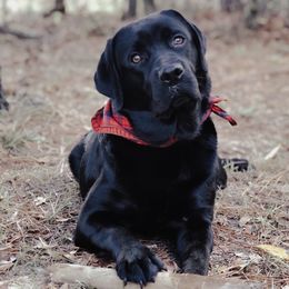 Isla - Labrador Retriever