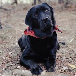 Isla - Labrador Retriever