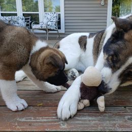 Akita Puppies from Gallant Akitas
