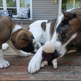 Akita Puppies from Gallant Akitas