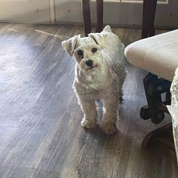 Angel - Miniature Schnauzer