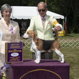 Tony - Beagle