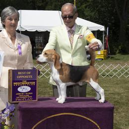 Tony - Beagle