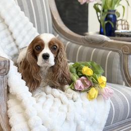 Lil Miz Jazzy - Cavalier King Charles Spaniel