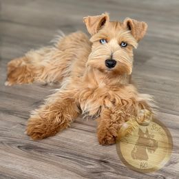 Mana (Duke) - Miniature Schnauzer