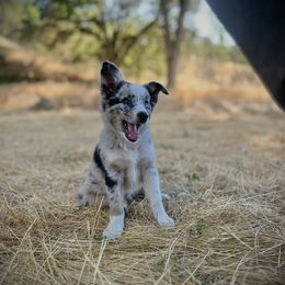 Boy 1 - Blue merle male Border Collie puppy in North Lakeport, California from Wild Rose Ranch