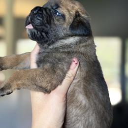 Boy 4 Raul - Red male Cane Corso puppy in Sandia, Texas from OneTime Cane Corso