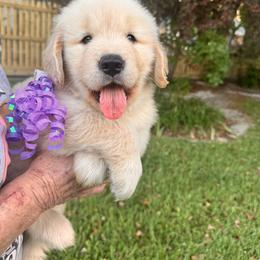 Girl Purple - Light golden female Golden Retriever puppy in Chesapeake, Virginia from Goldilocks Golden Retrievers
