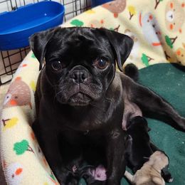 Piper - Pug