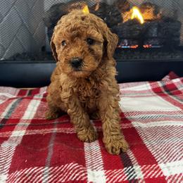 Cavapoo and Goldendoodle Puppies from Countyline Doodles LLC