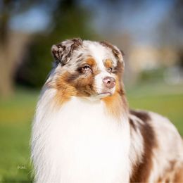 Fox - Australian Shepherd