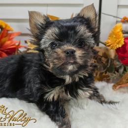 D'Artagnan - Black and gold male Yorkshire Terrier puppy in Austin, Texas from Rhine Valley Yorkies
