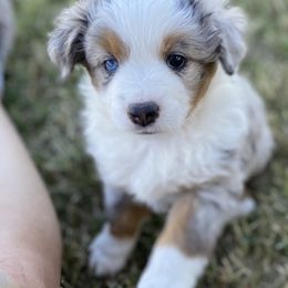 Miniature Australian Shepherd Puppies from Bar C Aussies