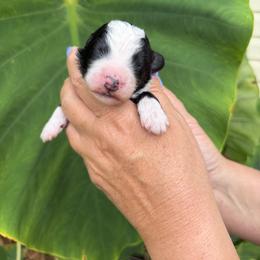 Professor - Black and white male Bernedoodle puppy in Russellville, Arkansas from Crossgate Doodles