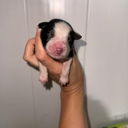 Mary - Black tri-color female Australian Shepherd puppy in Placerville, California from BFF Aussies
