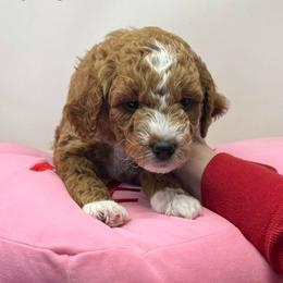 Chanel - Apricot female Goldendoodle puppy in Danville, Virginia from Stella’s Stunning Goldendoodles of VA