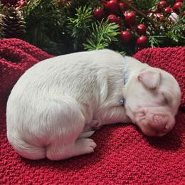 Boy 2 - White and gold male Bordoodle puppy in Hillsboro, Wisconsin from Nolichuckey Bordoodles