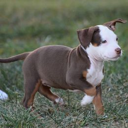 Girl 3 - American Bully puppy in Oak Grove, Kentucky from Warhorse Kennel