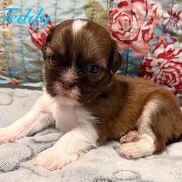 Teddy - Liver and white male Shih Tzu puppy in Hemet, California from Aloha Shih Tzu