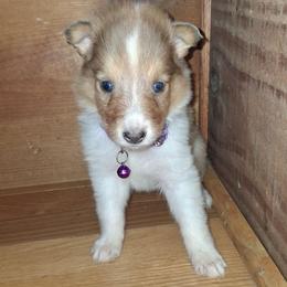 Delilah - Sable merle and white female Collie puppy in Montpelier, Virginia from Gun Barrel Collies