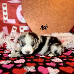 Boy 2 - Blue merle Miniature Australian Shepherd puppy in Cusick, Washington from Dry Ridge Miniature Australian Shepherds