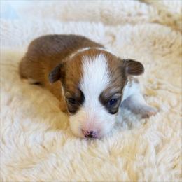 Sunny - Red female Pembroke Welsh Corgi puppy in Chubbuck, Idaho from Sunny J Corgis and Mini Americans