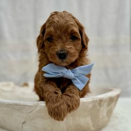 Aspen - Red  male Goldendoodle puppy in Rio Linda, California from Plush Doodles