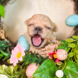 Rosie's purple collar - Cream female Pekingese puppy in Conroe, Texas from SFLK